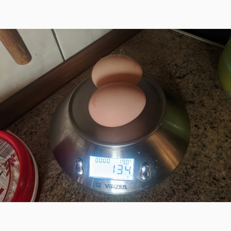 Фото 8. Інкубаційне яйце Джерсійський Гігант