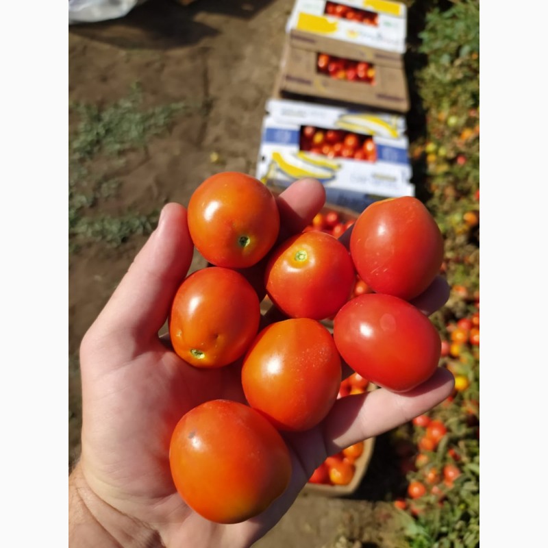 Фото 3. Продам помидоры. От поставщиков и производителей
