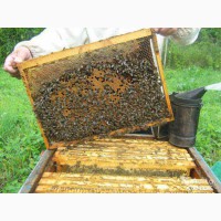 Продам бджолопакети пчелопакеты бджолосімї пчелосемья 2023