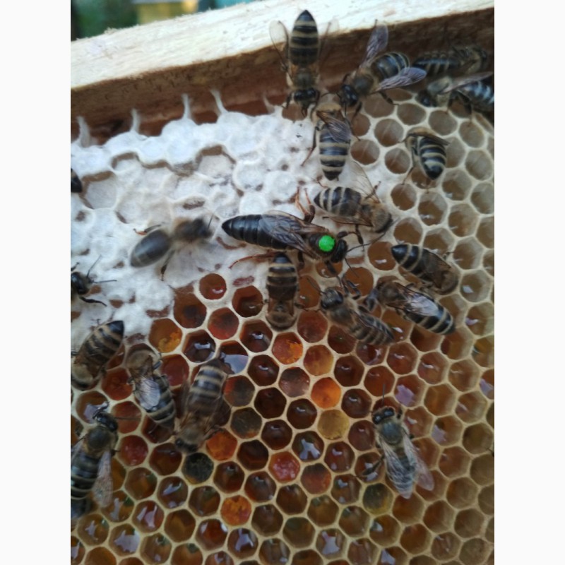 Фото 3. ЗИМУВАЛІ Бджоломатки 2023
