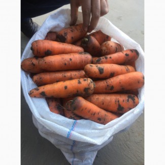 Продам морковь Болевар