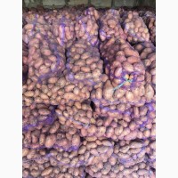 Продам картофель от поставщиков и производителей с 20 тонн