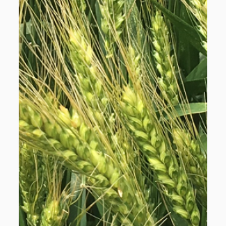 Семена озимой пшеницы донской селекции ЭС/РС1/РС2
