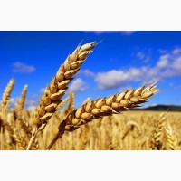 Активно закупляем пшеницу продовольственную до 10000 тонн