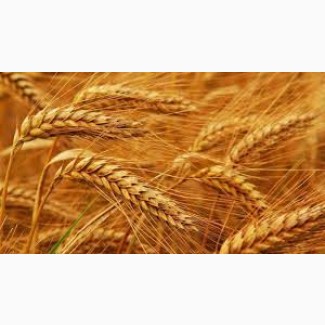 Продаємо пшеницю фураж