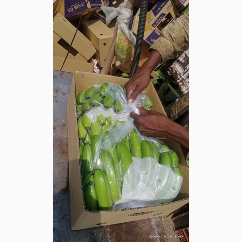 Фото 2. Продам бананы от Эквадорского поставщика с 20 тонн