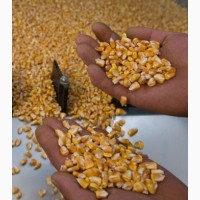 Семена кукурузы CATALINA ФАО 260, ярый трансгенный гибрид