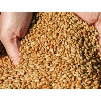 Закупляемо пшеницю 1-6кл и отходи на самовивоз