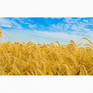 Крупно-Оптовая закупка С/Х продукции- Пшеница 2-4 класс