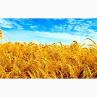 Крупно-Оптовая закупка С/Х продукции- Пшеница 2-4 класс