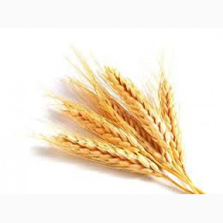 Предприятие постоянно закупает пшеницу