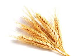 Предприятие постоянно закупает пшеницу