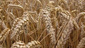 Фото 4. Предприятие постоянно закупает пшеницу
