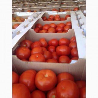 Реализуем помидоры в хорошем качестве а также есть в наличии огурцы