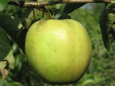 Фото 2. Саженцы плодовых деревьев из питомника