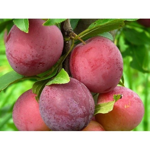 Фото 3. Саженцы плодовых деревьев из питомника