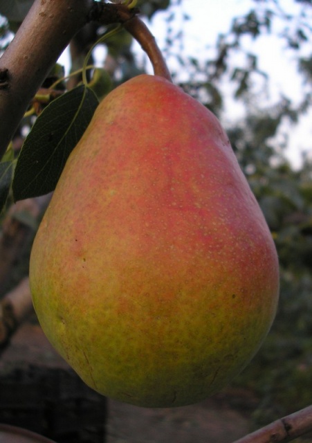 Фото 4. Саженцы плодовых деревьев из питомника