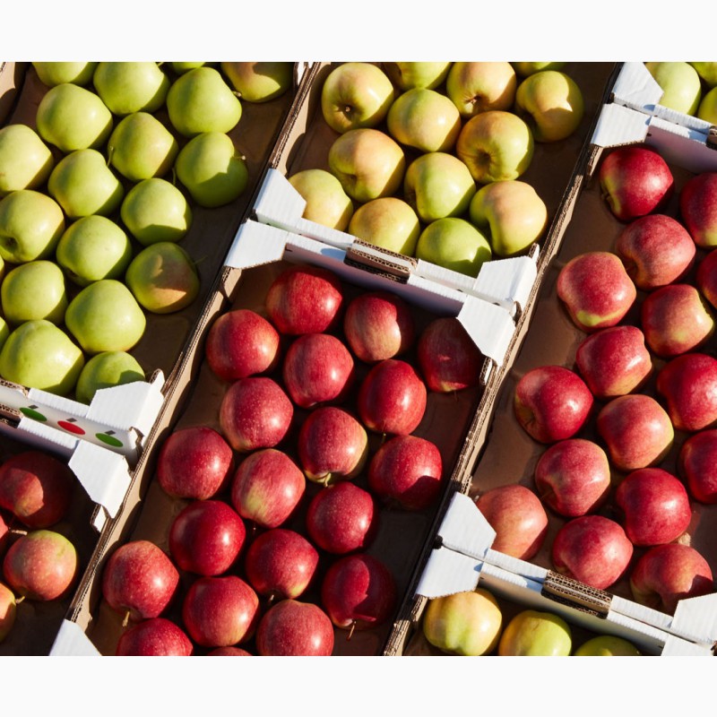 Купить яблоки от производителя. Ред Джонапринц яблоня. Реализация яблок. Продажа яблок. Сорта магазинных яблок.