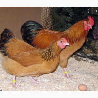 Продаємо інкубаційні яйця курячі Фоксі-Чік