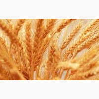 Озимая пшеница Сталева, семена (1 репродукция ) урожай 2021 г