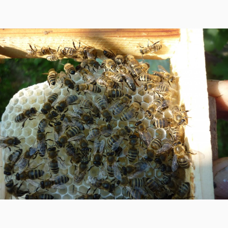 Фото 5. Плідні бджолині матки карпатки поштою. Мукачево