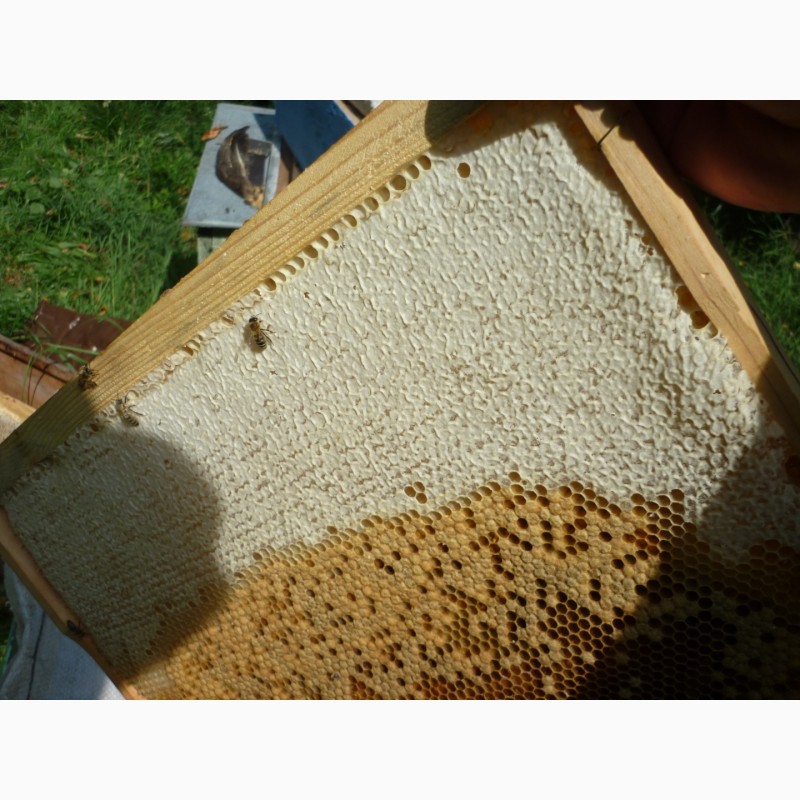 Фото 6. Плідні бджолині матки карпатки поштою. Мукачево