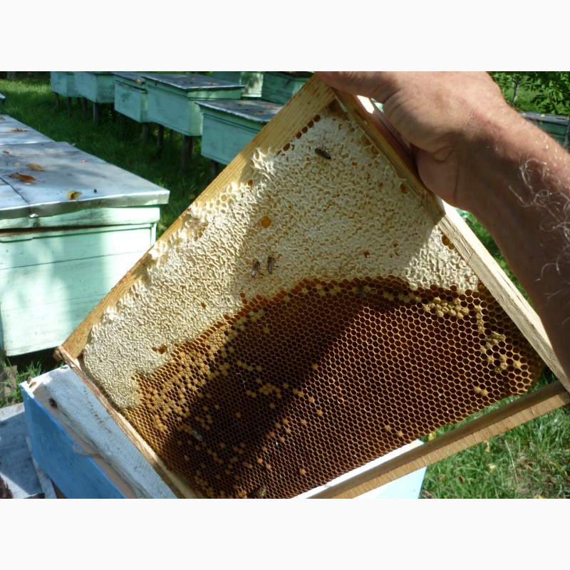 Фото 7. Плідні бджолині матки карпатки поштою. Мукачево