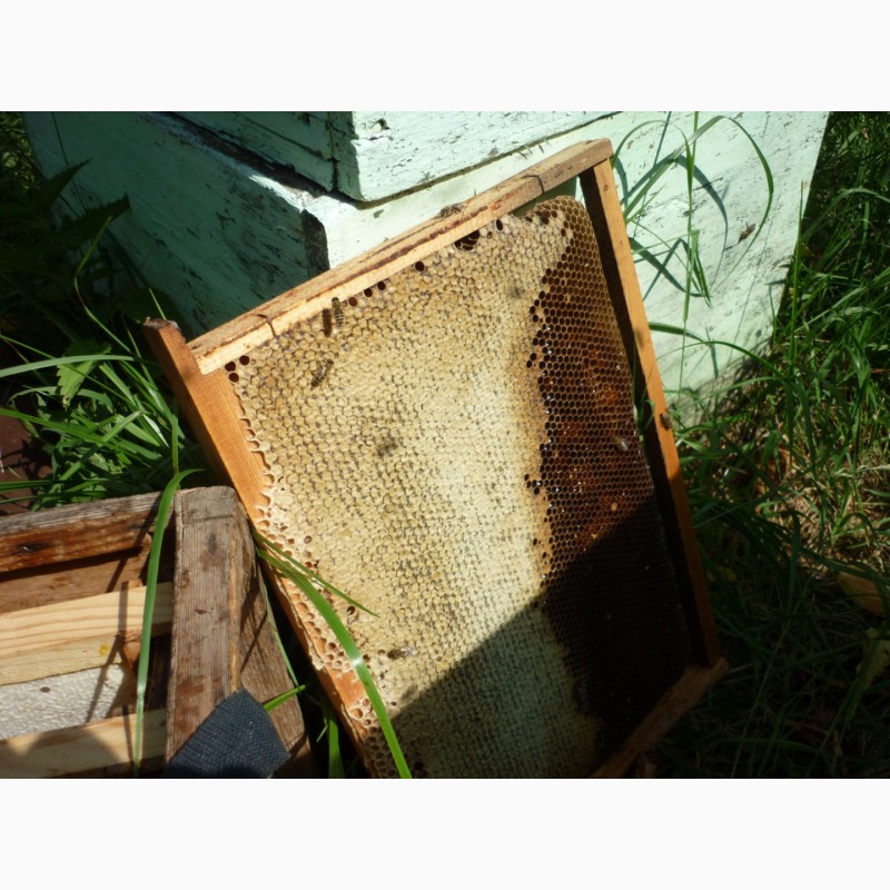 Фото 8. Плідні бджолині матки карпатки поштою. Мукачево