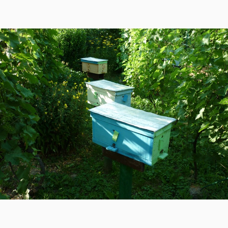 Фото 2. Плідні бджолині матки карпатки поштою. Мукачево