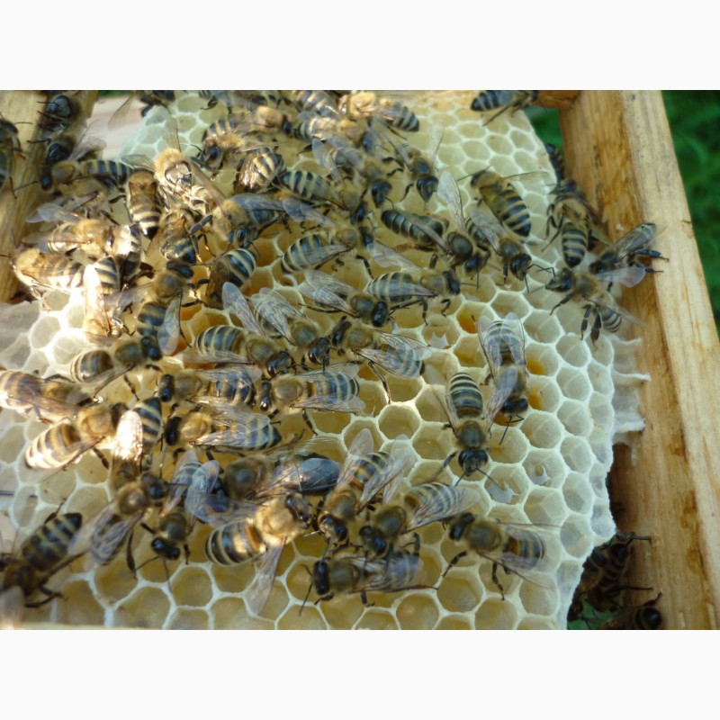 Фото 3. Плідні бджолині матки карпатки поштою. Мукачево