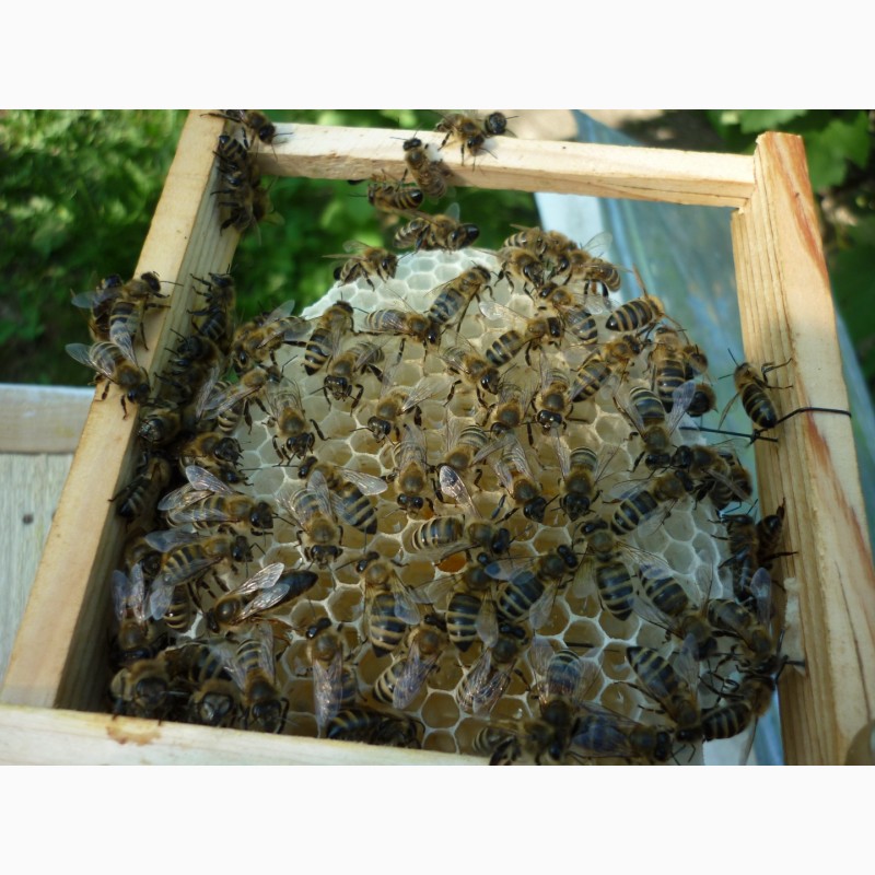 Фото 4. Плідні бджолині матки карпатки поштою. Мукачево