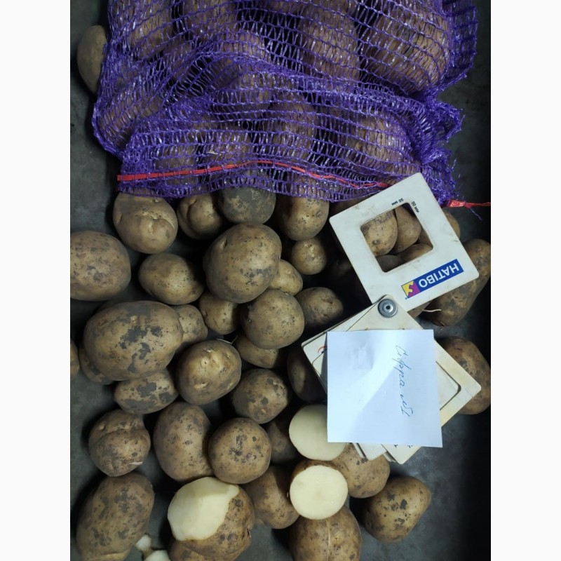 Фото 4. Картопля насіннєва. Картопля товарна