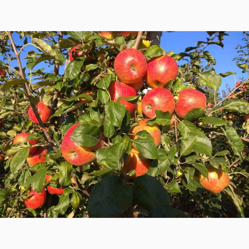 Фото 5. Продам ІДЕАЛЬНІ яблука з саду врожаю 2023
