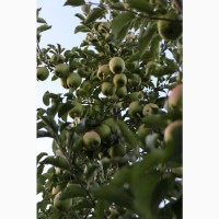 Продам ІДЕАЛЬНІ яблука з саду врожаю 2023