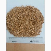Пшеница, нут, просо, семена кукурузы и подсолнечника