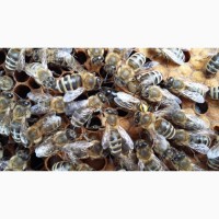 Продам плодні мічені бджолині матки Карпатської породи 2024р