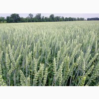 Пшениця м#039;яка озима Муза білоцерківська, еліта