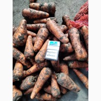 Фото 9. Срочно продам овощи от Киргизского производителя