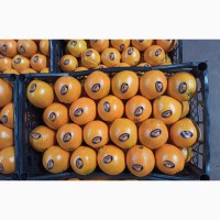 Апельсин Вашингтон Турция, высшее качество, КРУПНЫЙ ОПТ с доставкой, растаможкой