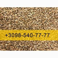 Закуповую Пшеницю врожай 2023 року