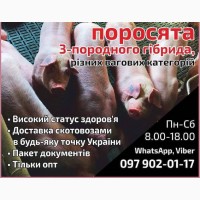 Продаж поросят з доставкою