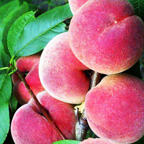 Набор колоновидных деревьев 6 шт.(персик, абрикос, яблоня, груша, слива, вишня)