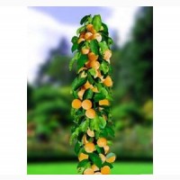 Набор колоновидных деревьев 6 шт.(персик, абрикос, яблоня, груша, слива, вишня)