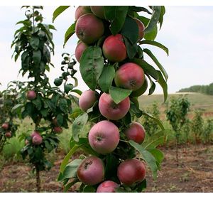 Фото 5. Набор колоновидных деревьев 6 шт.(персик, абрикос, яблоня, груша, слива, вишня)