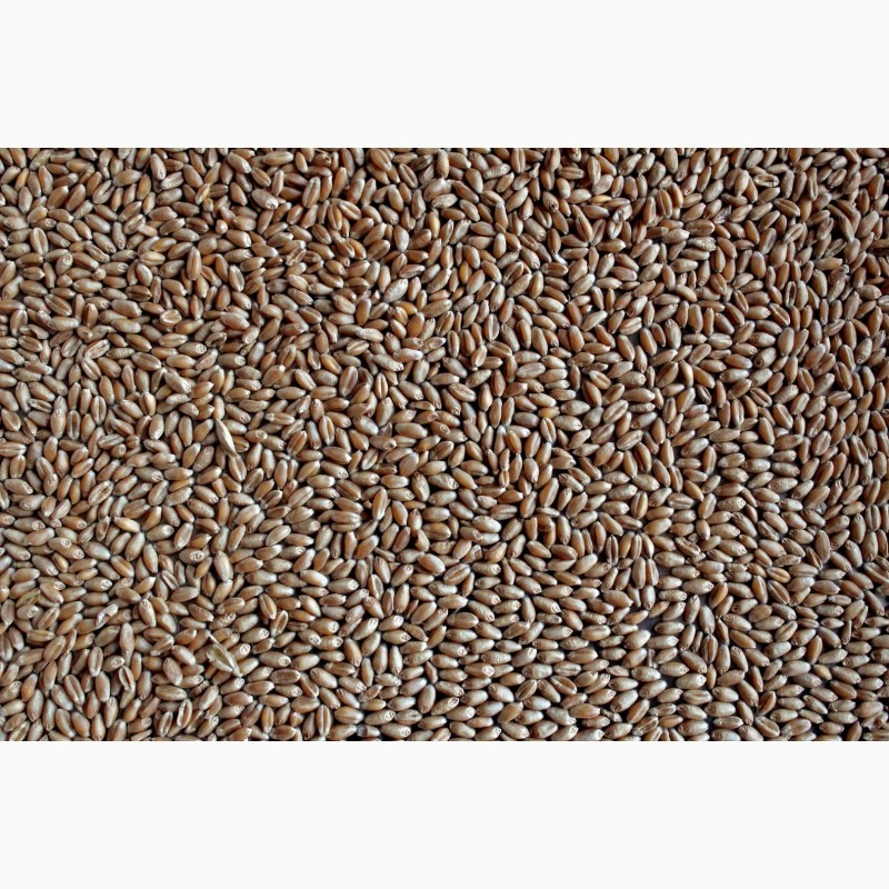 Фото 4. Органическая Пшеница Цельнозерновая 25кг мешок, сертифицирована