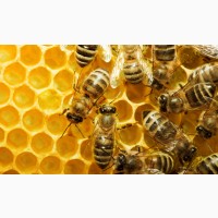 Продам бджолосім#039; ї (150 сімей), відводки (300 штук)