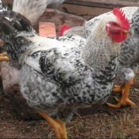 Курячі яйця для інкубації Мастер Грей