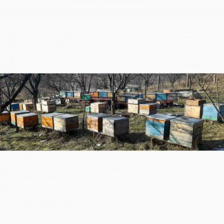 Продам бджол