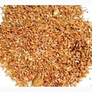 Пшеница цельная, дробленая пшеница. Корм с/х животным и птицам