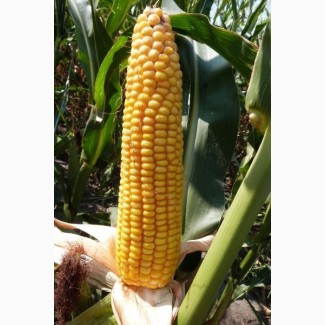 Семена кукурузы ДКС 3972 (DKC 3972) ФАО 300 Монсанто